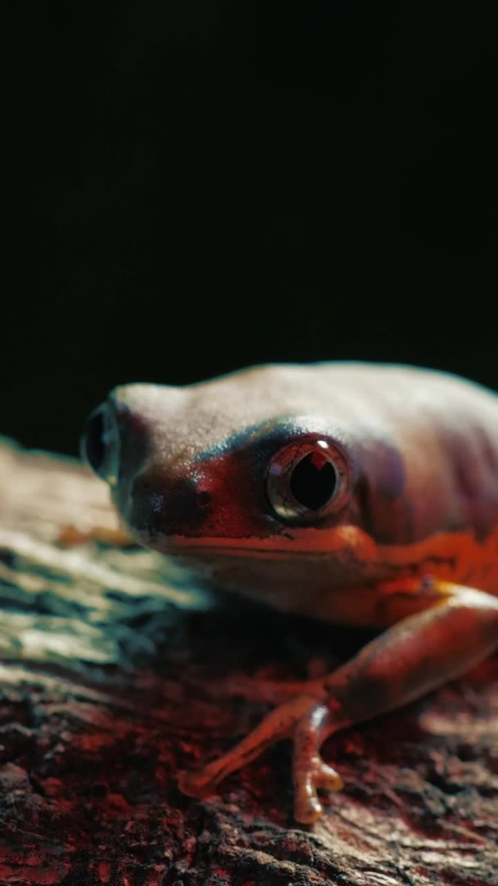 Video Stock Red Frog On A Log Live Wallpaper Free