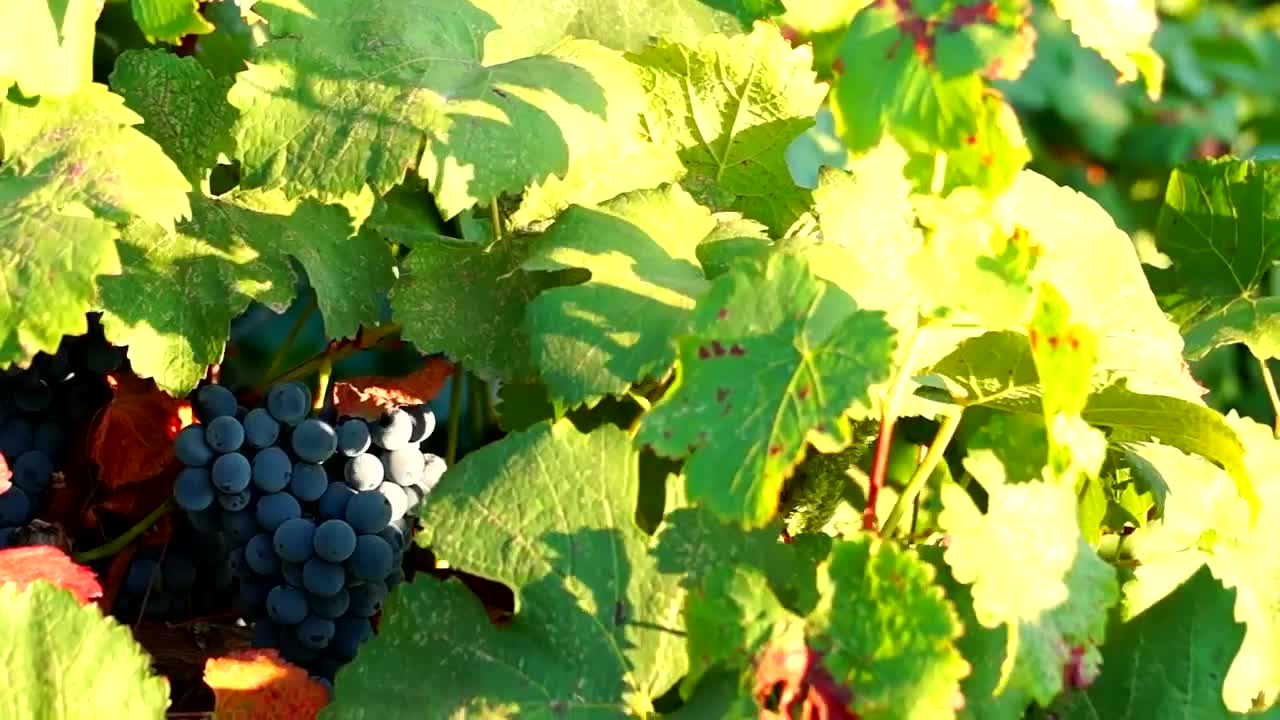 Video Stock Red Grape On The Tree Moving In The Wind Live Wallpaper Free