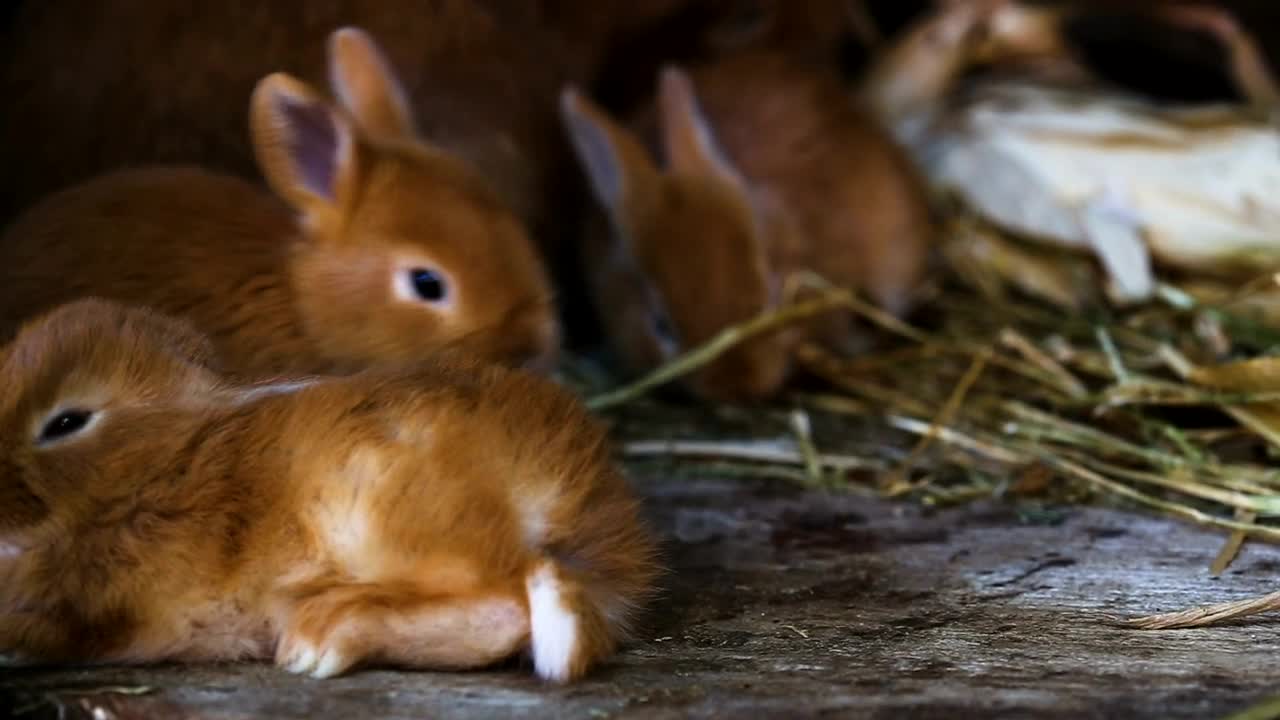 Video Stock Red Little Rabbit Playing Around Live Wallpaper Free