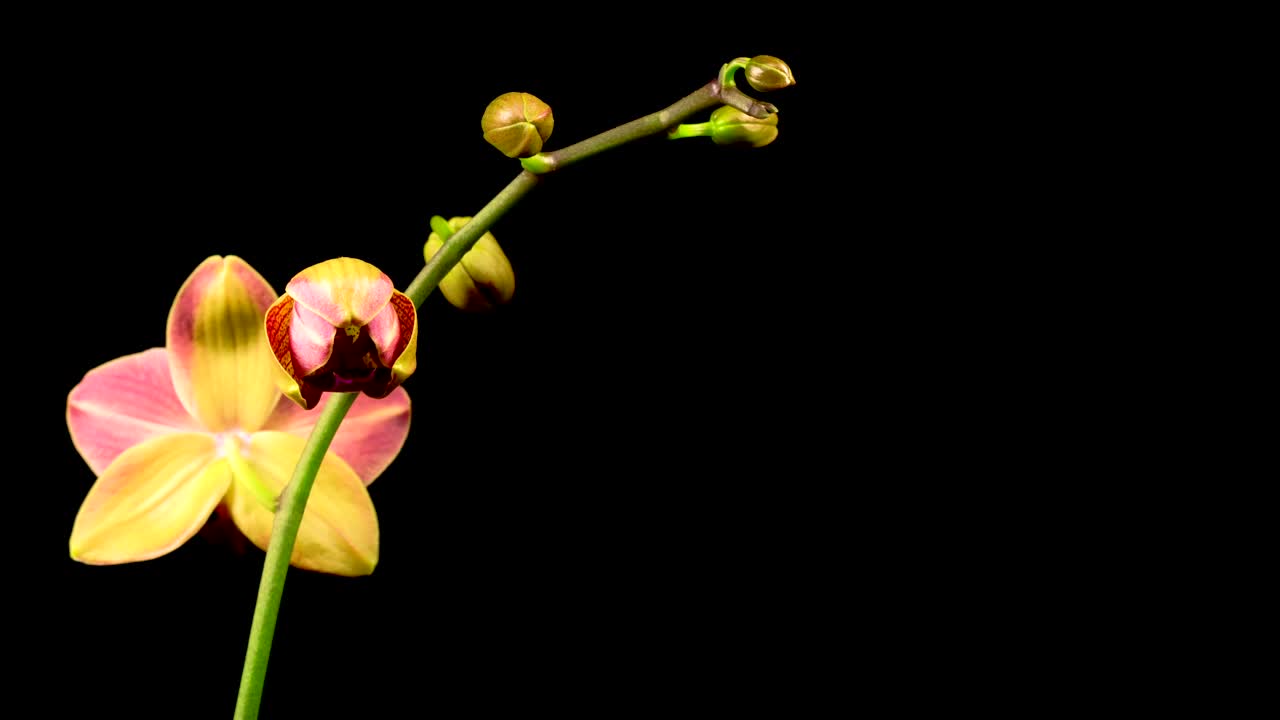 Video Stock Red Orchid On The Branch Opens Live Wallpaper Free