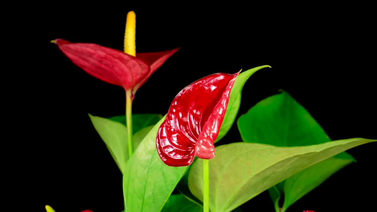 Free Stock Video Red Zantedeschias Opening Their Petals Live Wallpaper