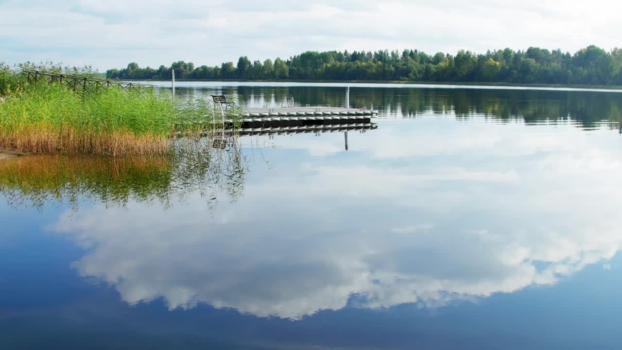 Free Stock Video Reeds Growing In A Lake Live Wallpaper