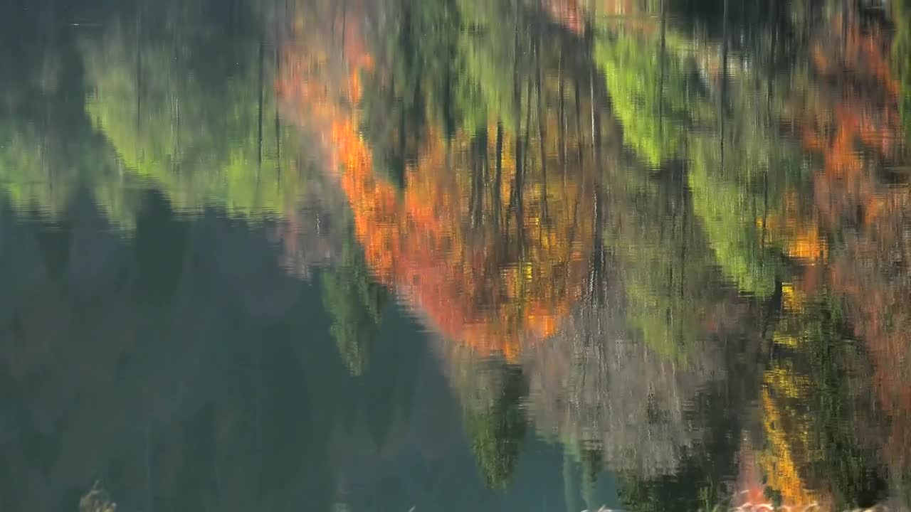 Free Stock Video Reflection Of Autumn Colors In The Lake And Forest Live Wallpaper
