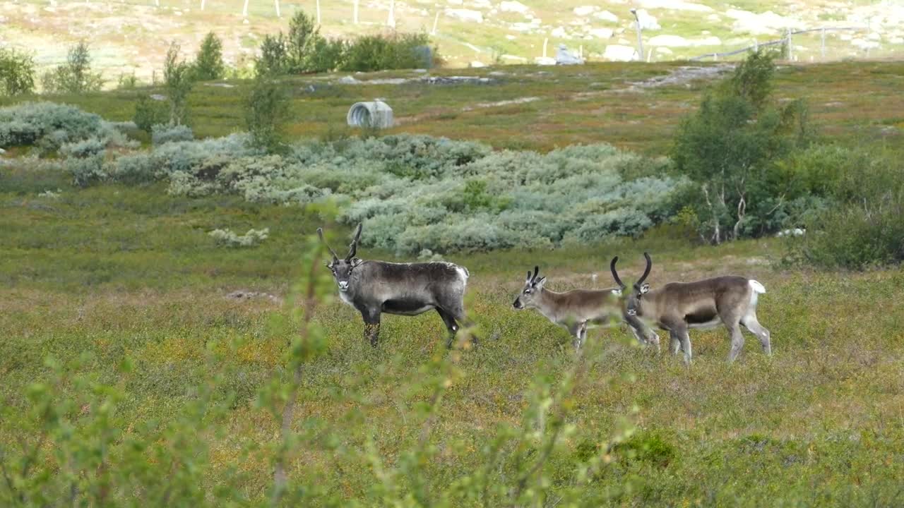 Free Stock Video Reindeer In A Green Valley Live Wallpaper