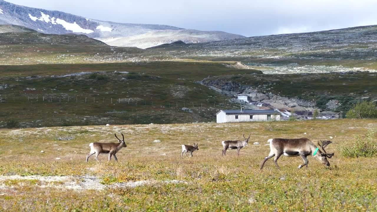 Free Stock Video Reindeer Walking Through The Valley Live Wallpaper