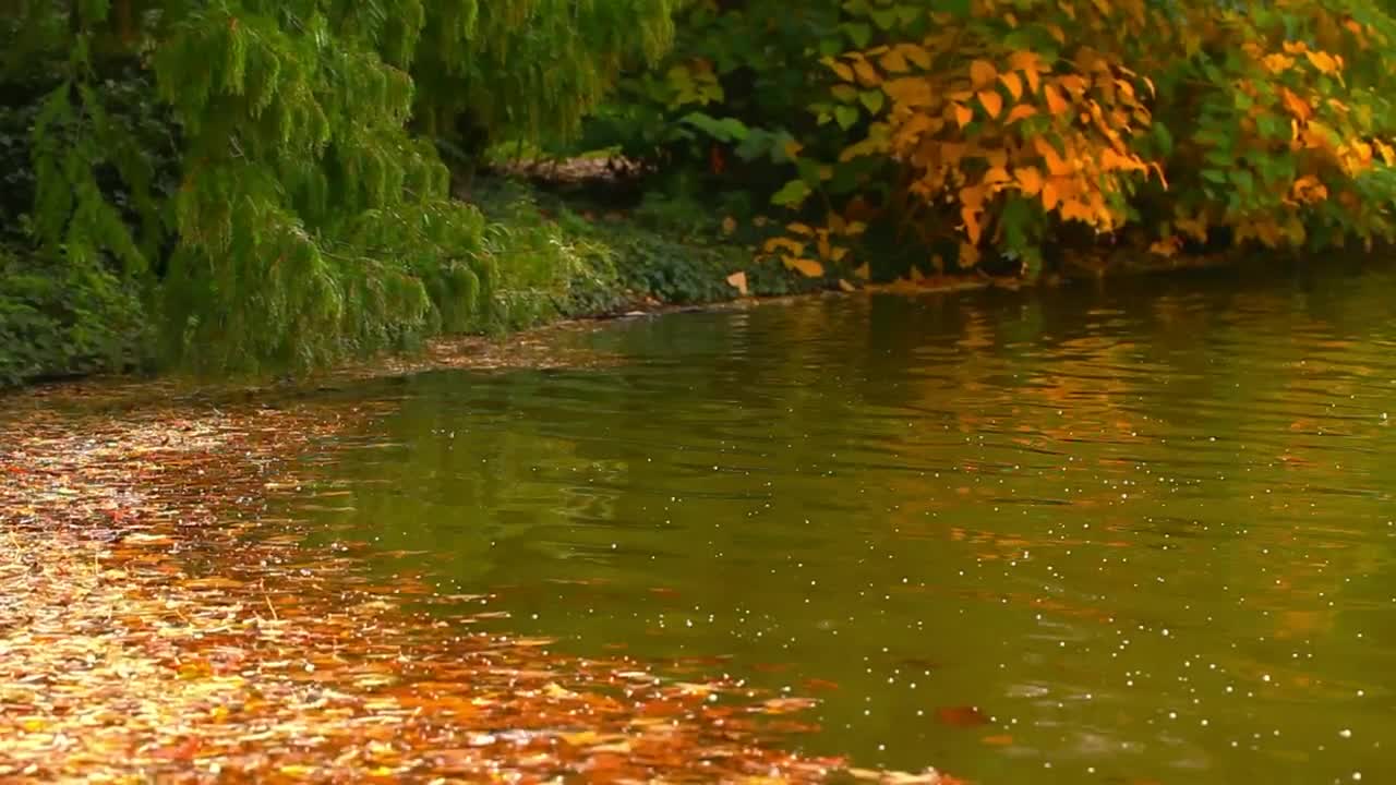 Free Stock Video Relaxing Lake During Fall With Leaves Floating In It Live Wallpaper