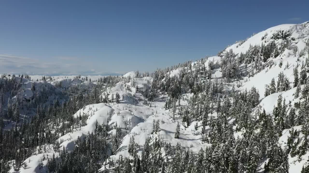 Free Stock Video Relief In A Snowy Pine Forest Live Wallpaper