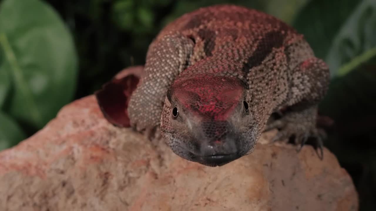 Free Stock Video Reptile On A Rock Live Wallpaper