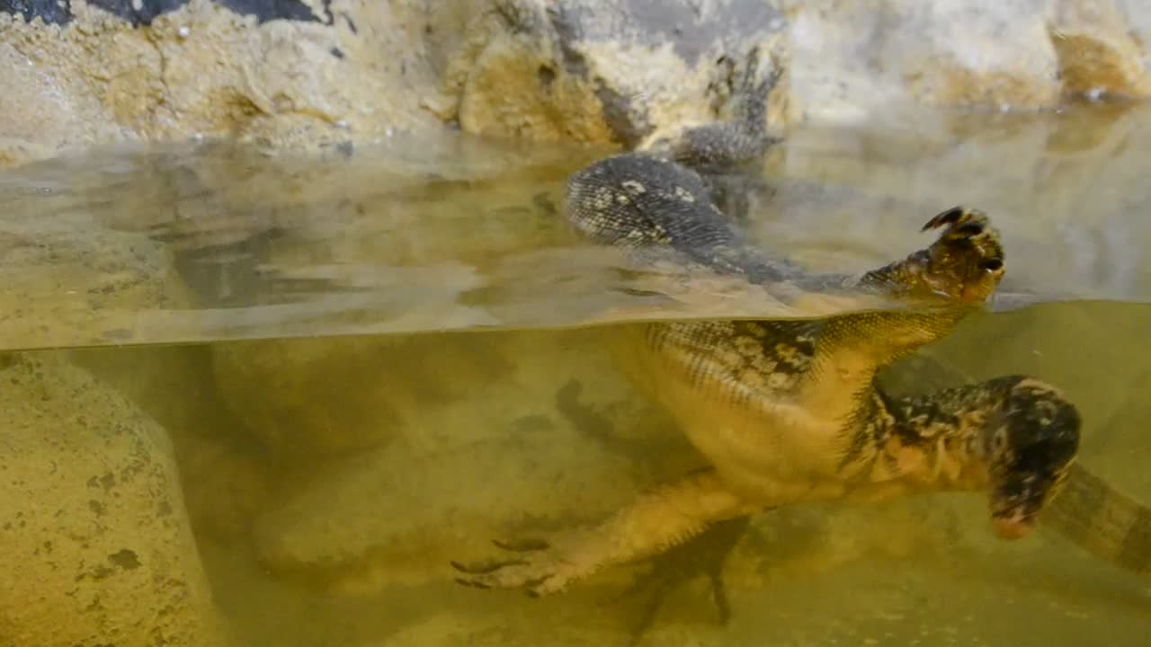 Free Stock Video Reptile In A Zoo Tank Live Wallpaper