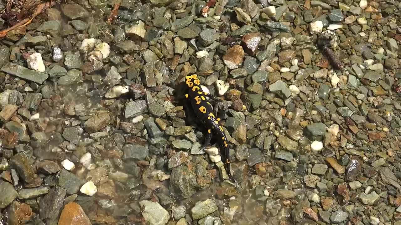 Free Stock Video Reptile Walking In A Stone Field Live Wallpaper