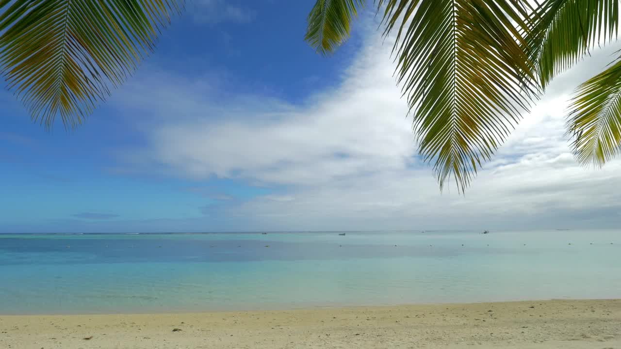 Free Stock Video Resting Below A Palm Live Wallpaper