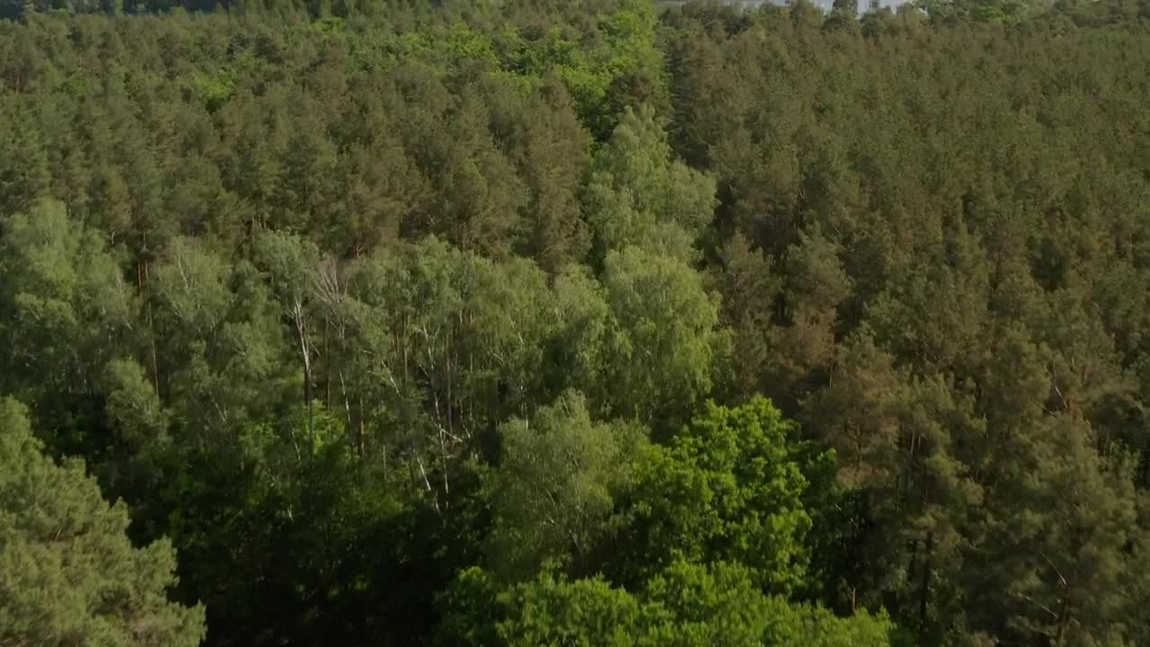 Free Stock Video Revealing A River In The Forest Live Wallpaper