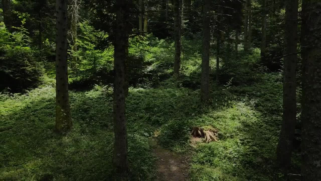 Free Stock Video Reverse Tour Of A Humid Forest Of Tall Trees Live Wallpaper