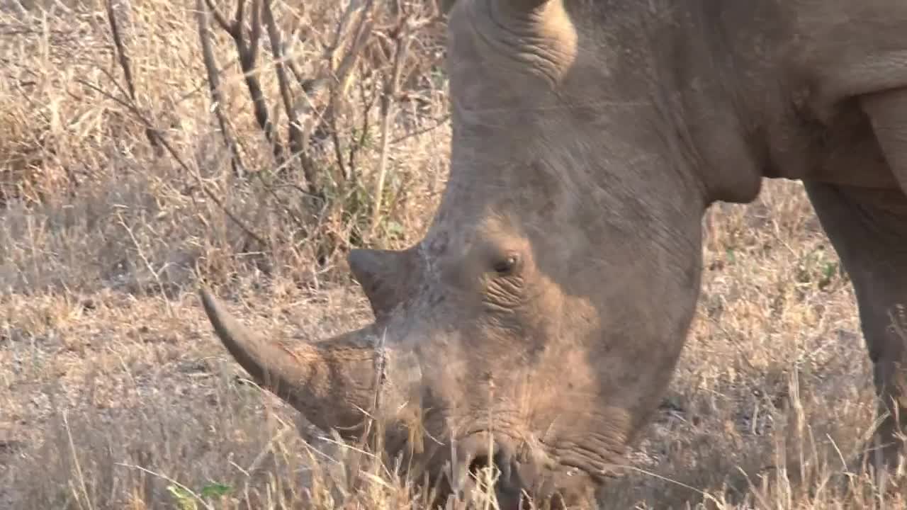 Free Stock Video Rhino Grazing On Dry Grass Live Wallpaper