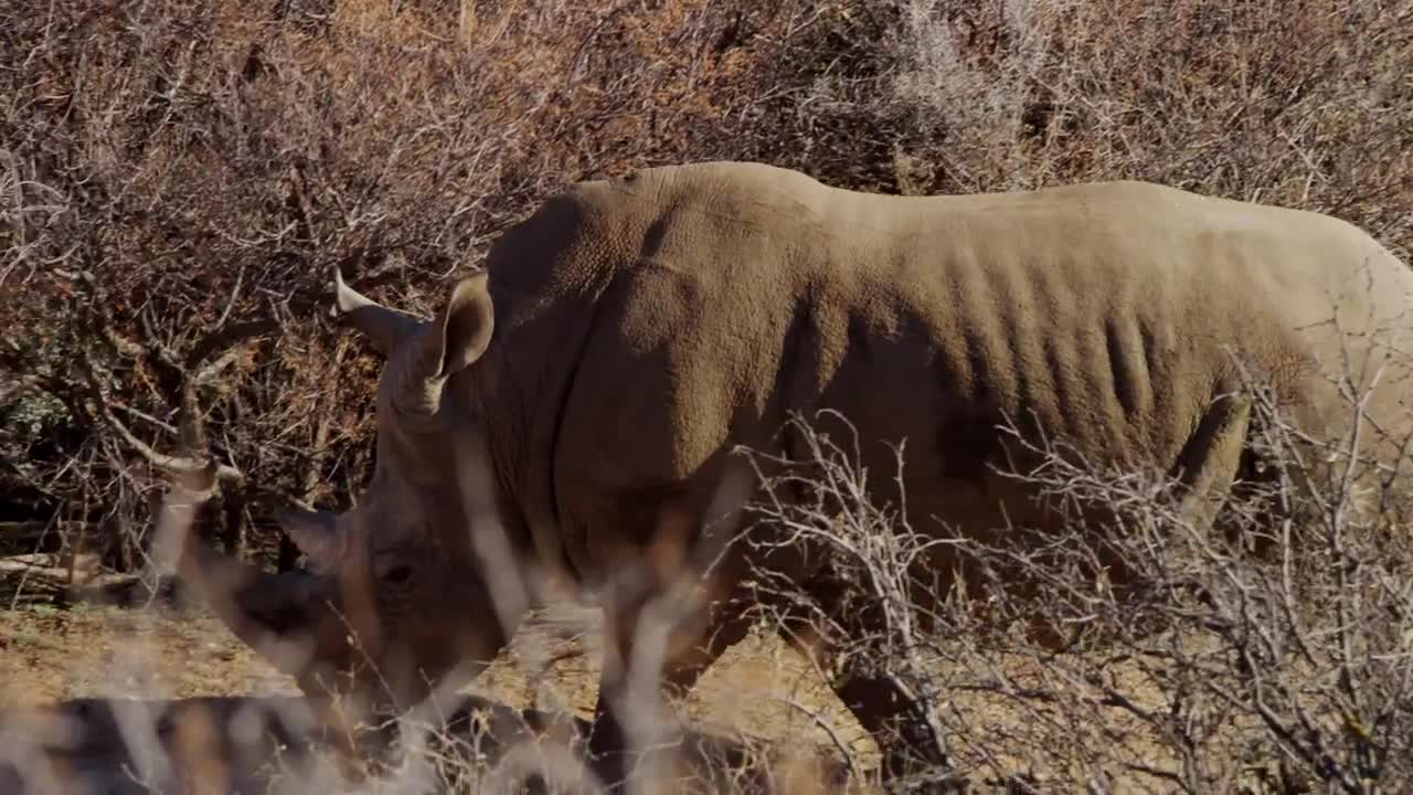Free Stock Video Rhinoceros In The Jungle Tracking Shot Live Wallpaper