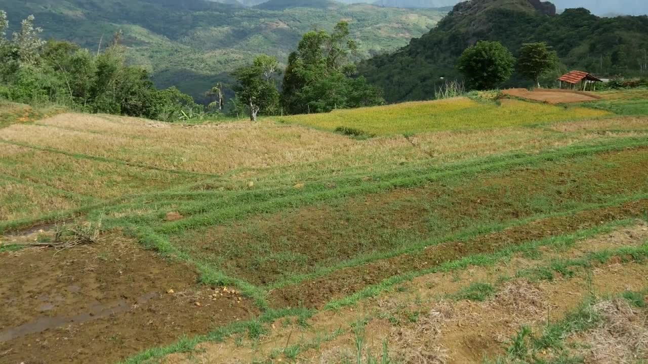 Free Stock Video Rice Fields And The Mountains In Sri Lanka Live Wallpaper