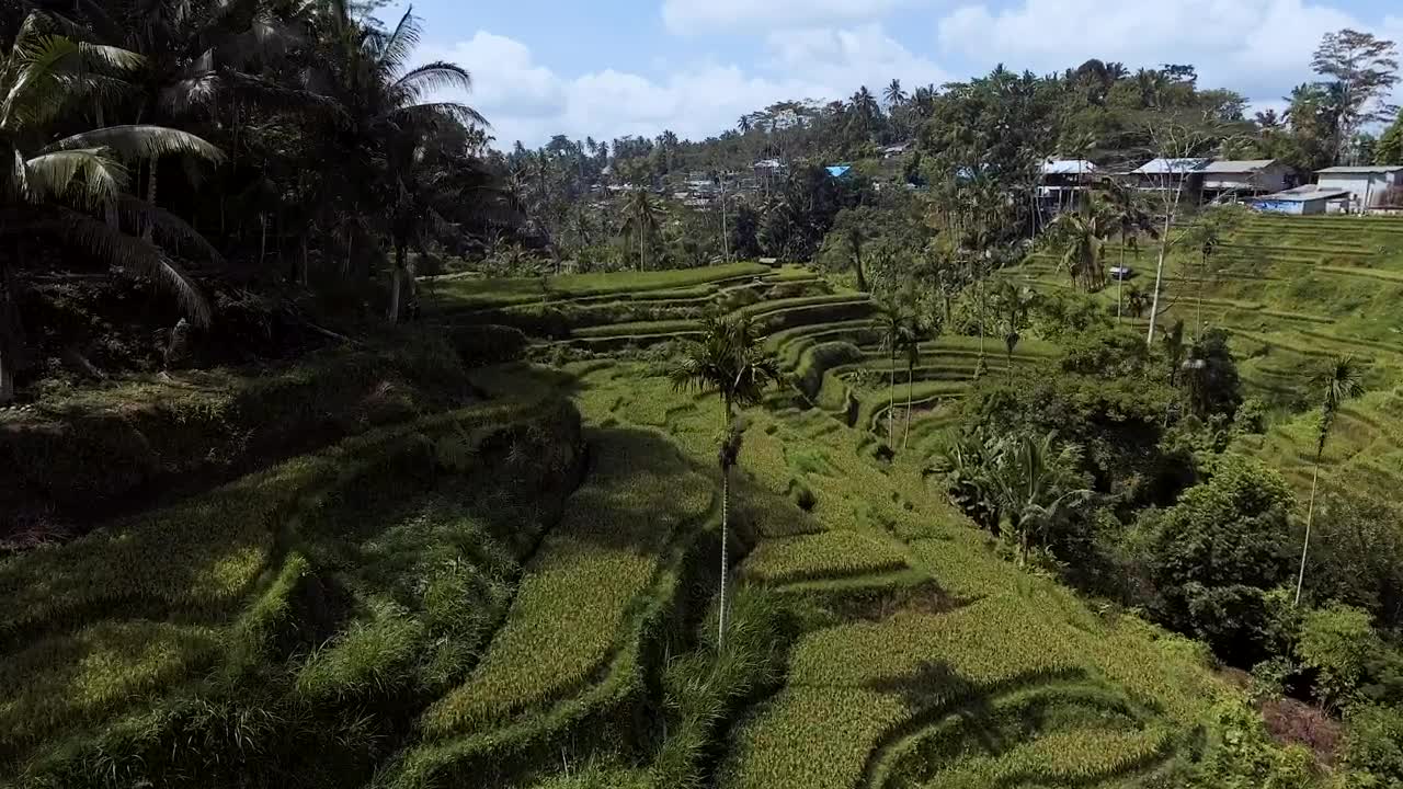 Free Stock Video Rice Terraces Paradise Live Wallpaper