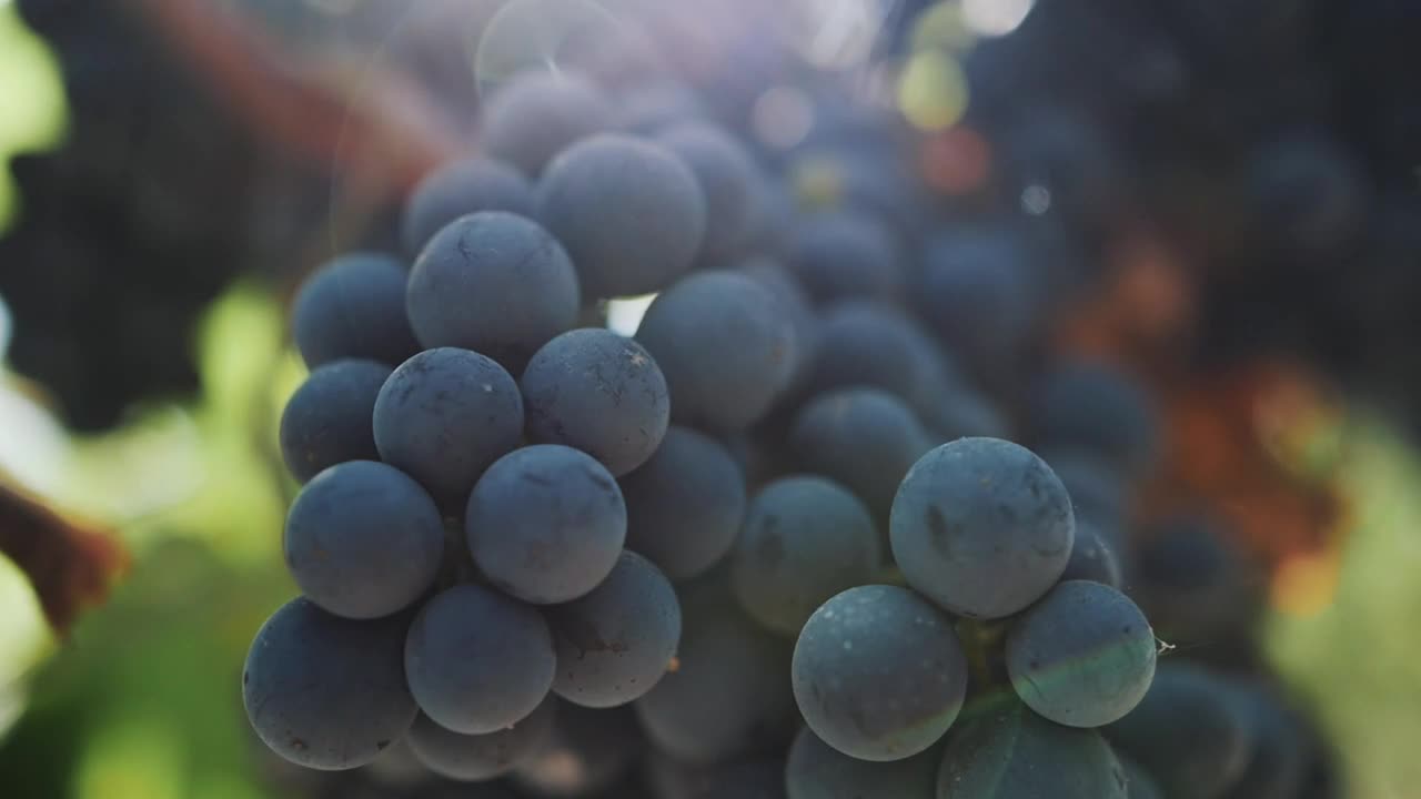 Free Stock Video Ripe Grapes Before Harvest Live Wallpaper