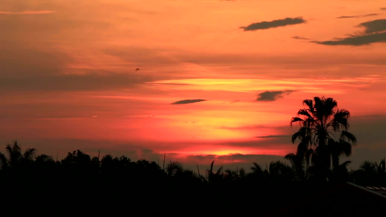 Free Stock Video Rising Sun Over Tall Trees Live Wallpaper