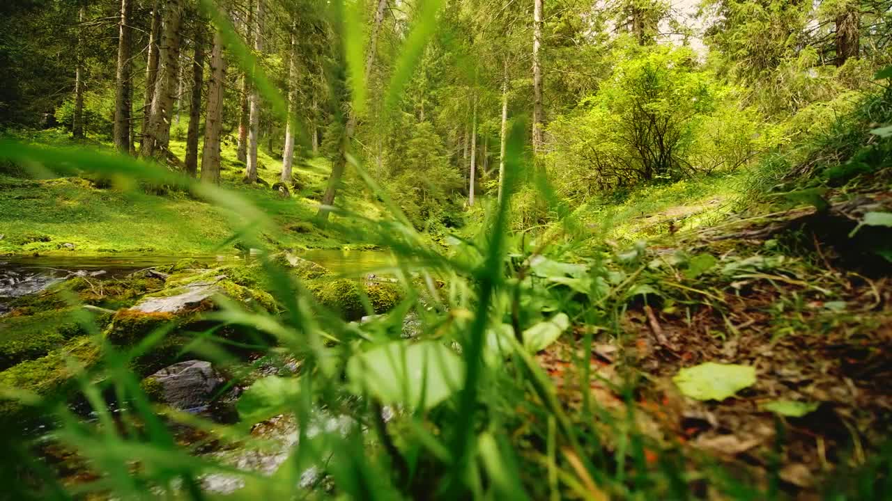 Free Stock Video River In A Spring Forest Full Of Trees Live Wallpaper