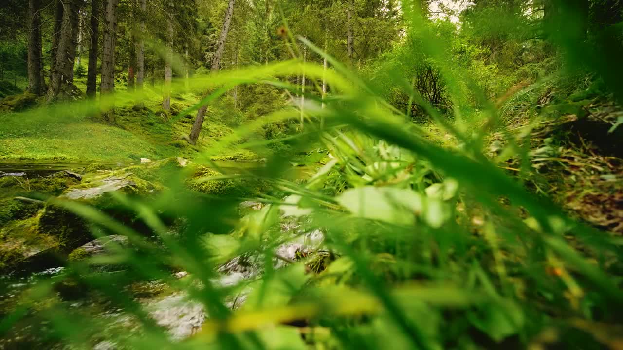 Free Stock Video River In The Middle Of A Forest In Spring Live Wallpaper