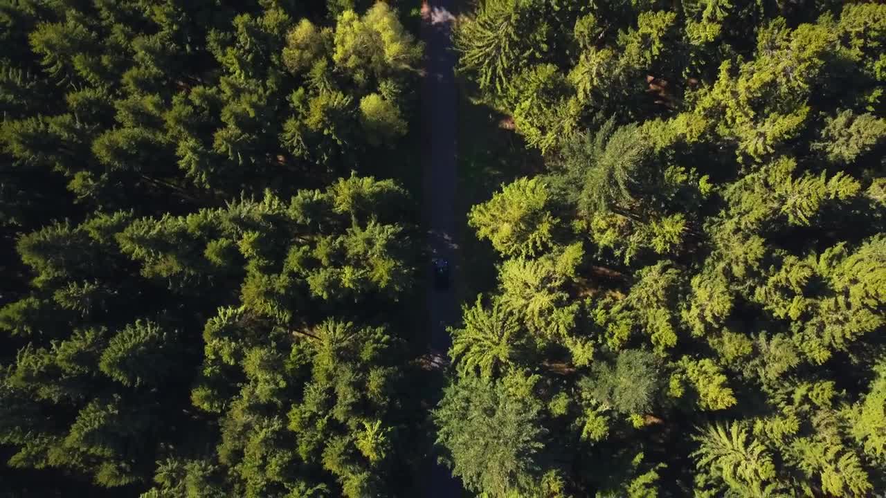Free Stock Video Road In The Middle Of A Forest Top Aerial Shot Live Wallpaper