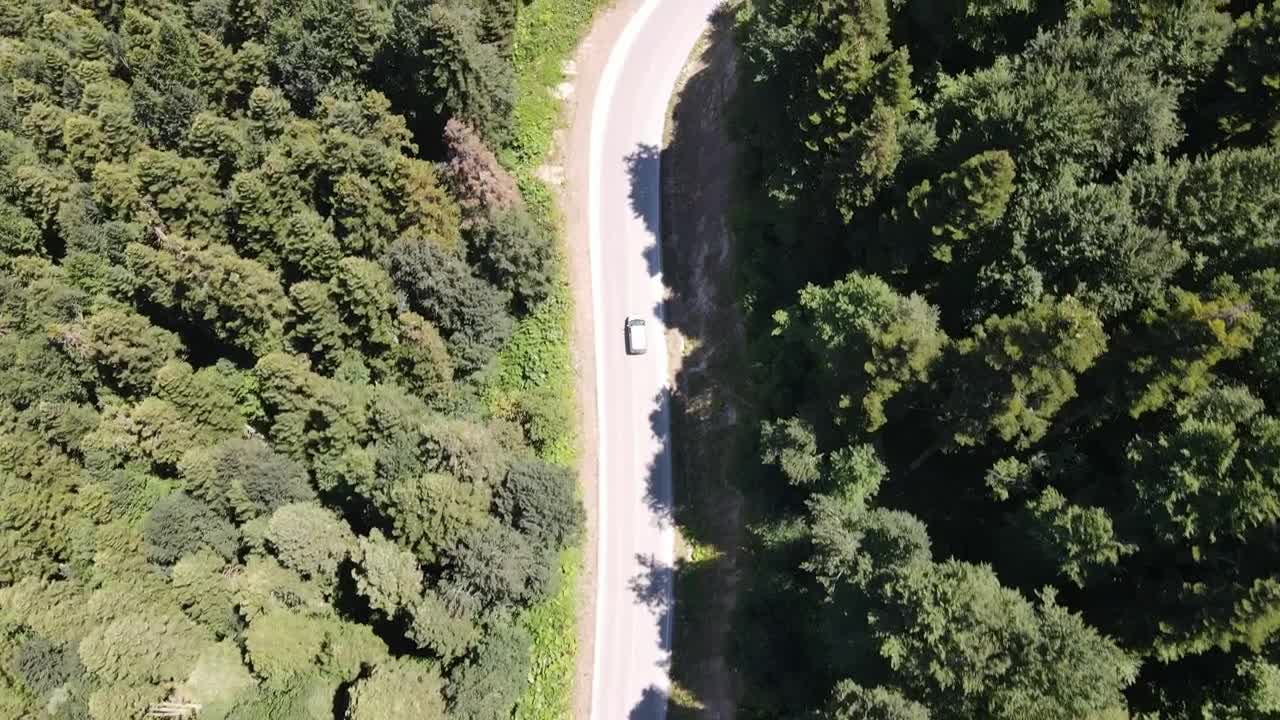 Free Stock Video Road Through A Green Forest Live Wallpaper