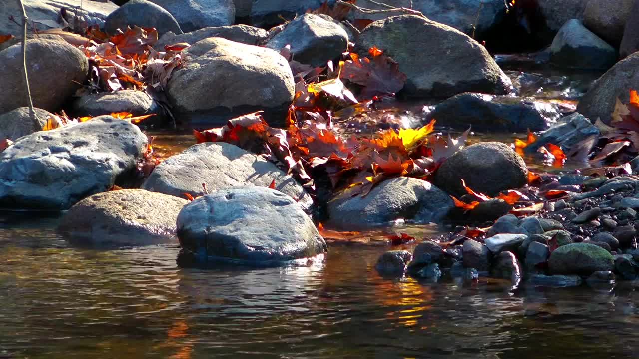 Free Stock Video Rocks In A River In Autumn Live Wallpaper