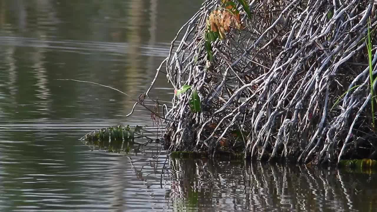Free Stock Video Roots Growing Into Swamp Water Live Wallpaper
