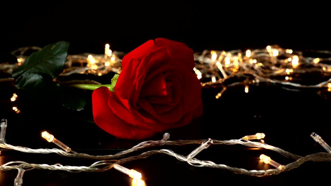 Free Stock Video Rose And Golden Lights Live Wallpaper