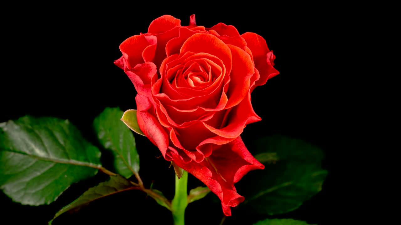 Free Stock Video Rose Flower On Black Background Live Wallpaper