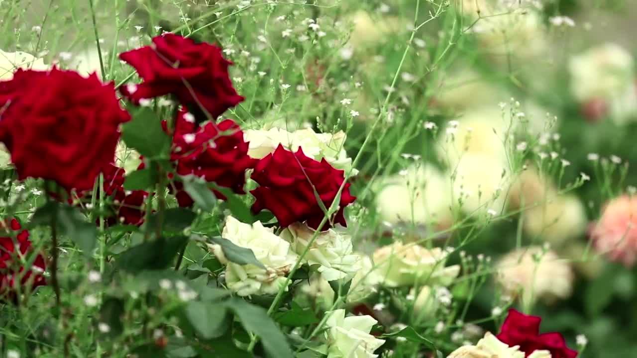 Free Stock Video Roses Bouquet Closeup Live Wallpaper