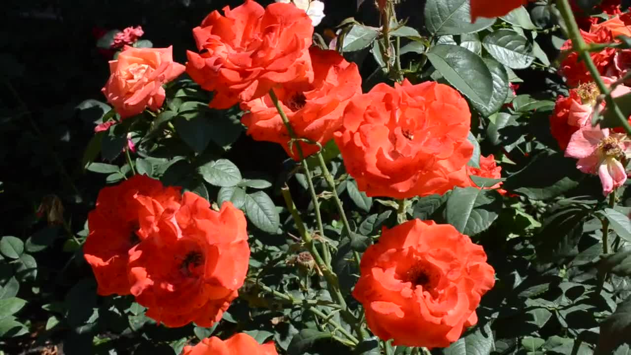 Free Stock Video Roses Blowing In A Gentle Breeze Live Wallpaper