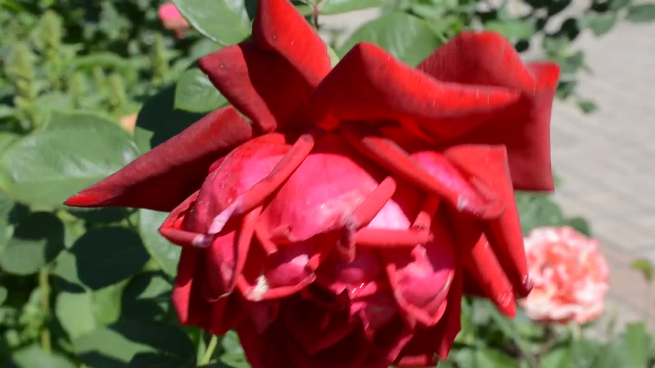 Free Stock Video Roses Growing In A City Park Live Wallpaper