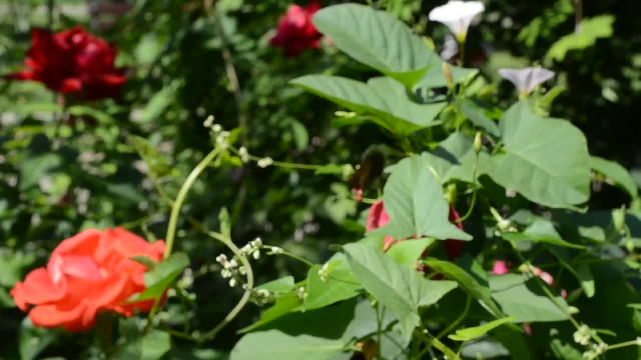 Free Stock Video Roses Growing In A Small Garden Live Wallpaper