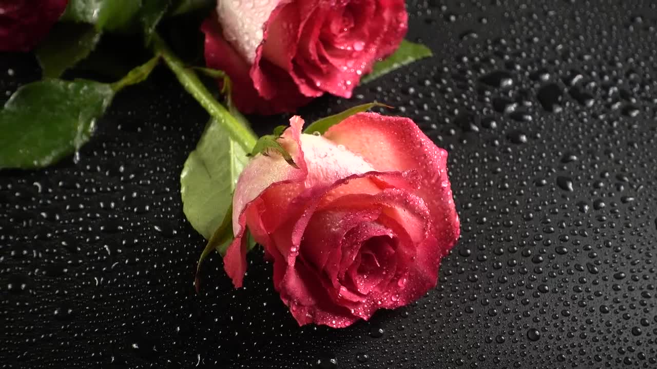 Free Stock Video Roses Laid Out On A Table Live Wallpaper