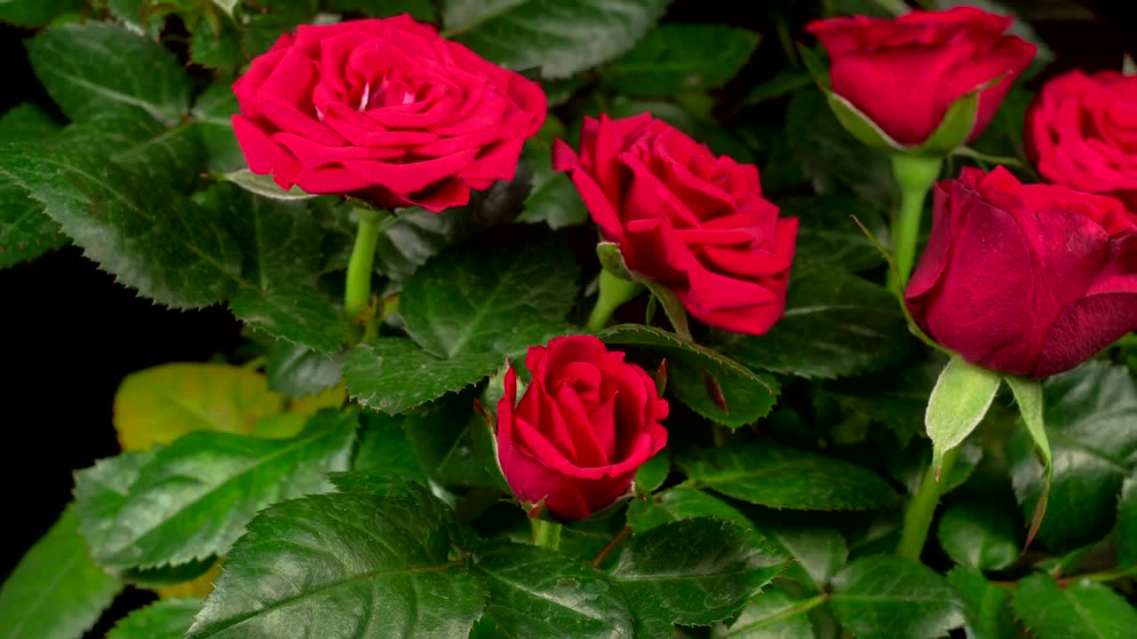 Free Stock Video Roses Opening Their Petals On A Rosebush Live Wallpaper