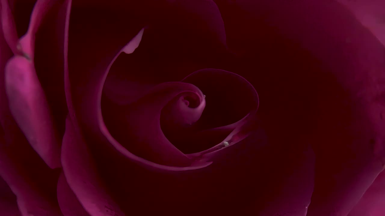 Free Stock Video Rotating Pink Rose Live Wallpaper