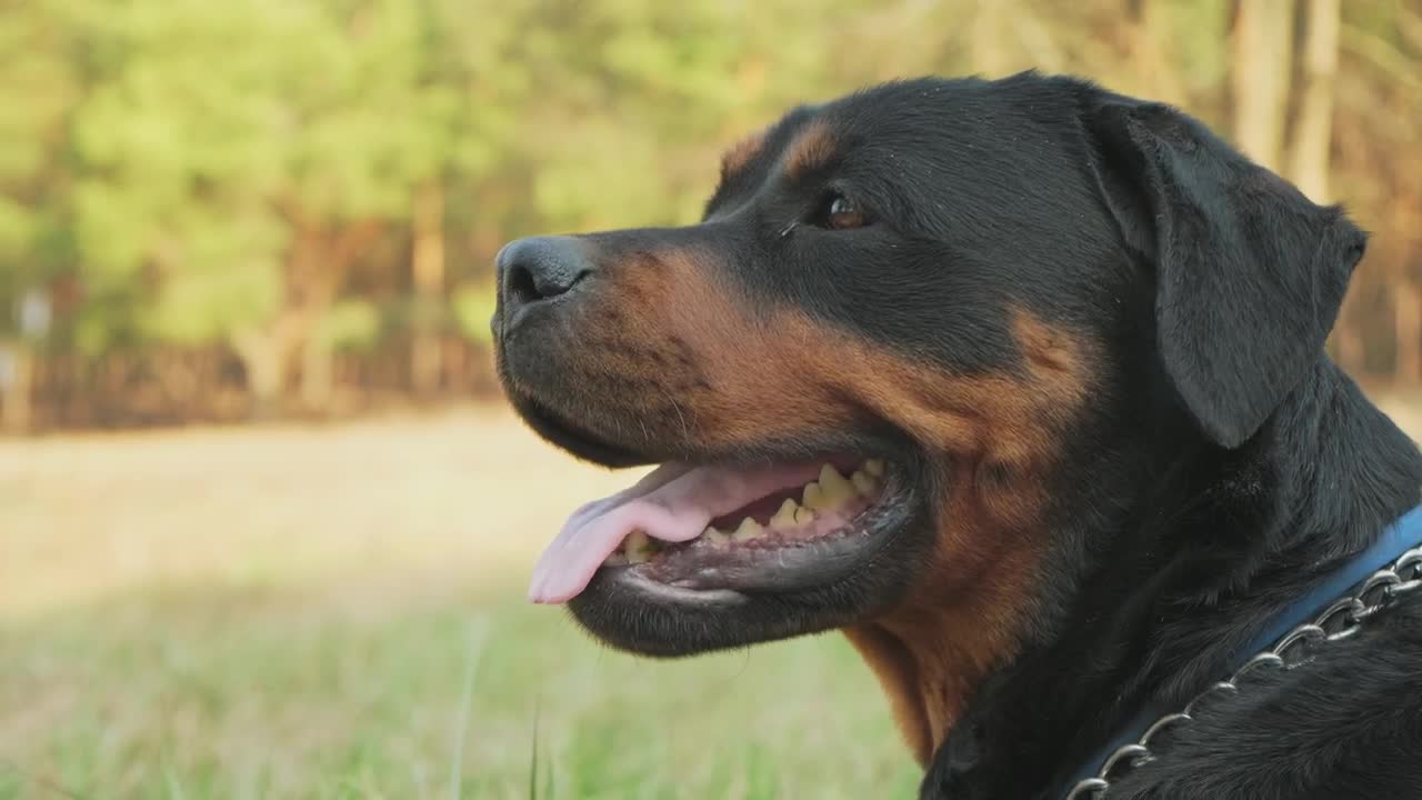 Free Stock Video Rottweiler Waiting In A Forest Live Wallpaper