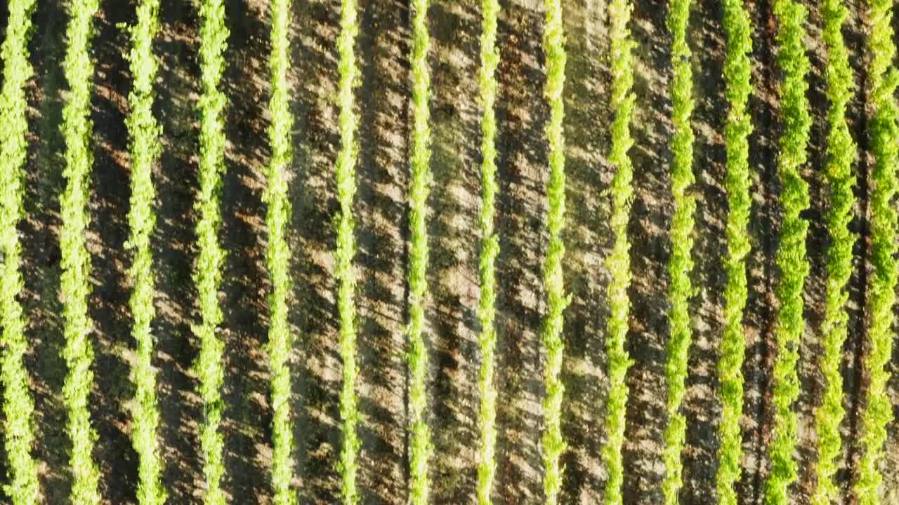 Free Stock Video Rows Of Crops In A Vineyard Live Wallpaper