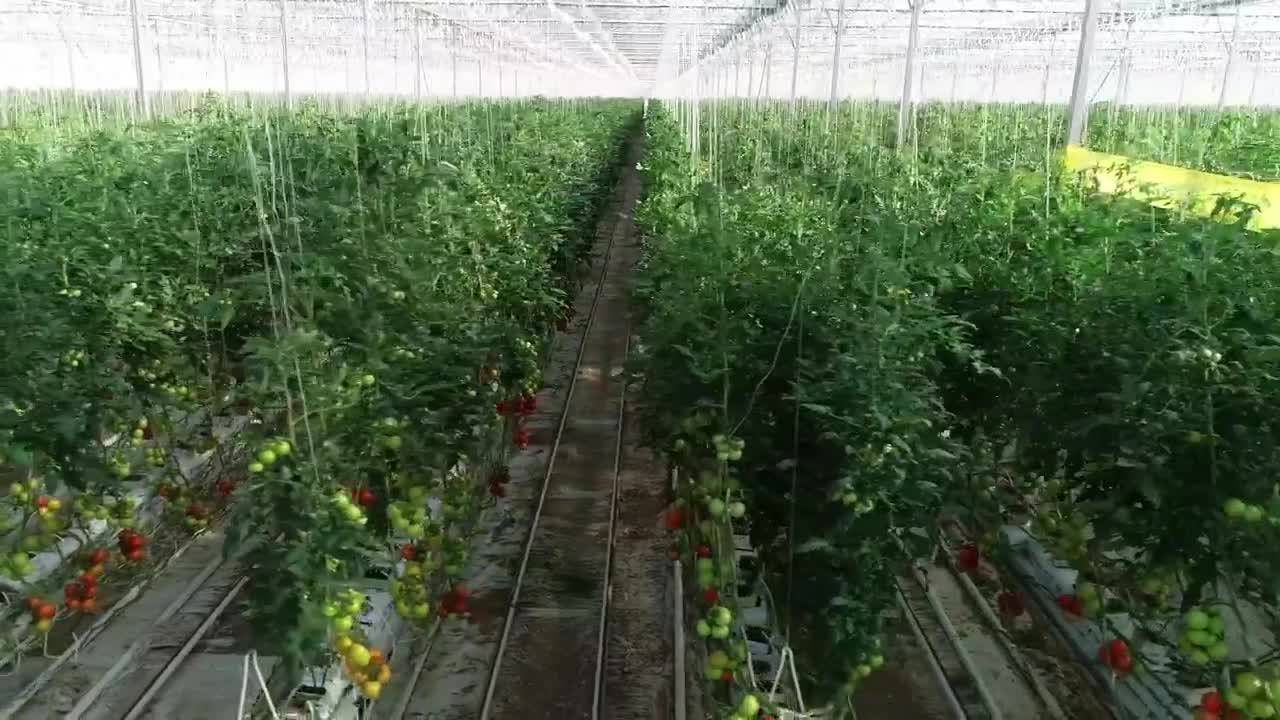 Free Stock Video Rows Of Plants Inside Live Wallpaper