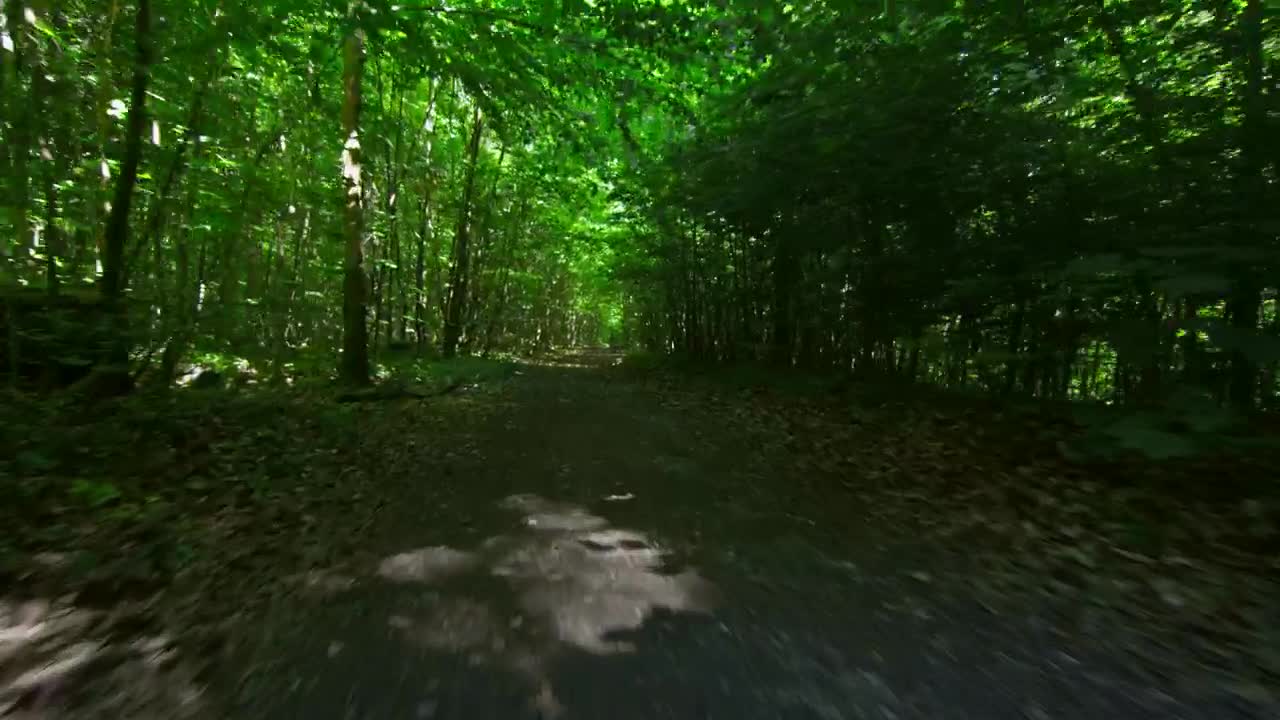 Free Stock Video Running Along A Forest Track Live Wallpaper