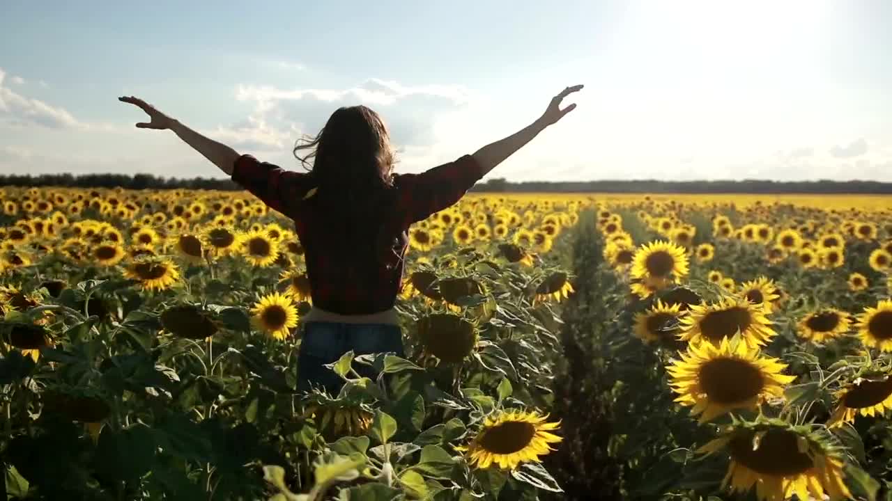 Free Stock Video Running Through Sunflowers Live Wallpaper
