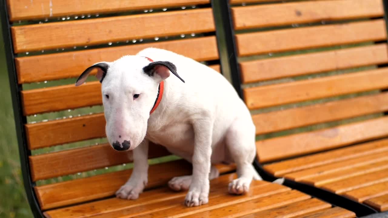 Free Stock Video Sad And Hungry Dog Lost Under Rain Live Wallpaper