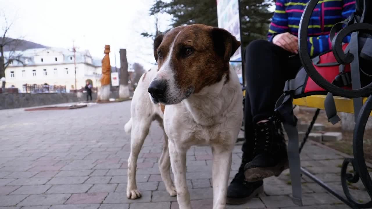 Free Stock Video Sad Dog In The City Park Live Wallpaper
