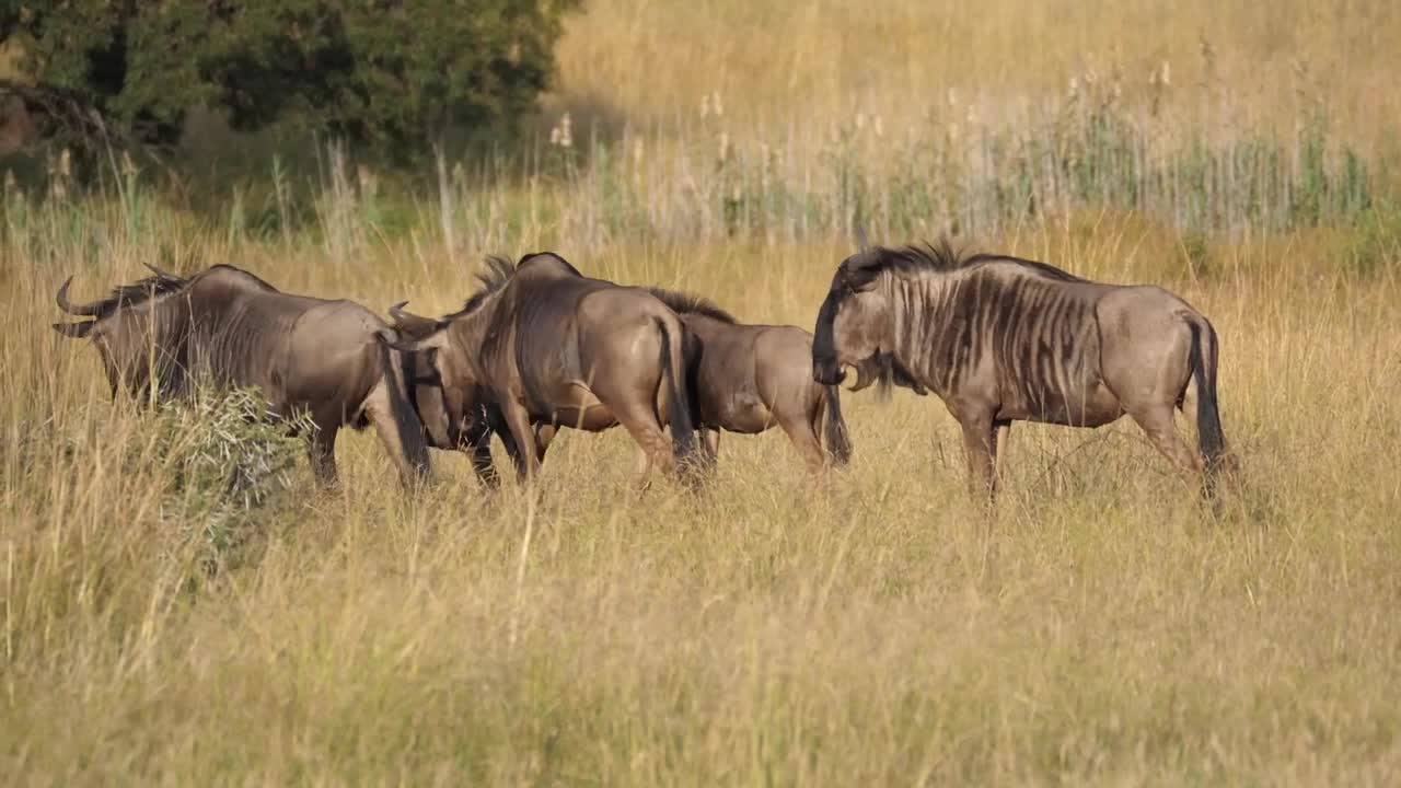 Free Stock Video Safari Animals In The Wild Live Wallpaper