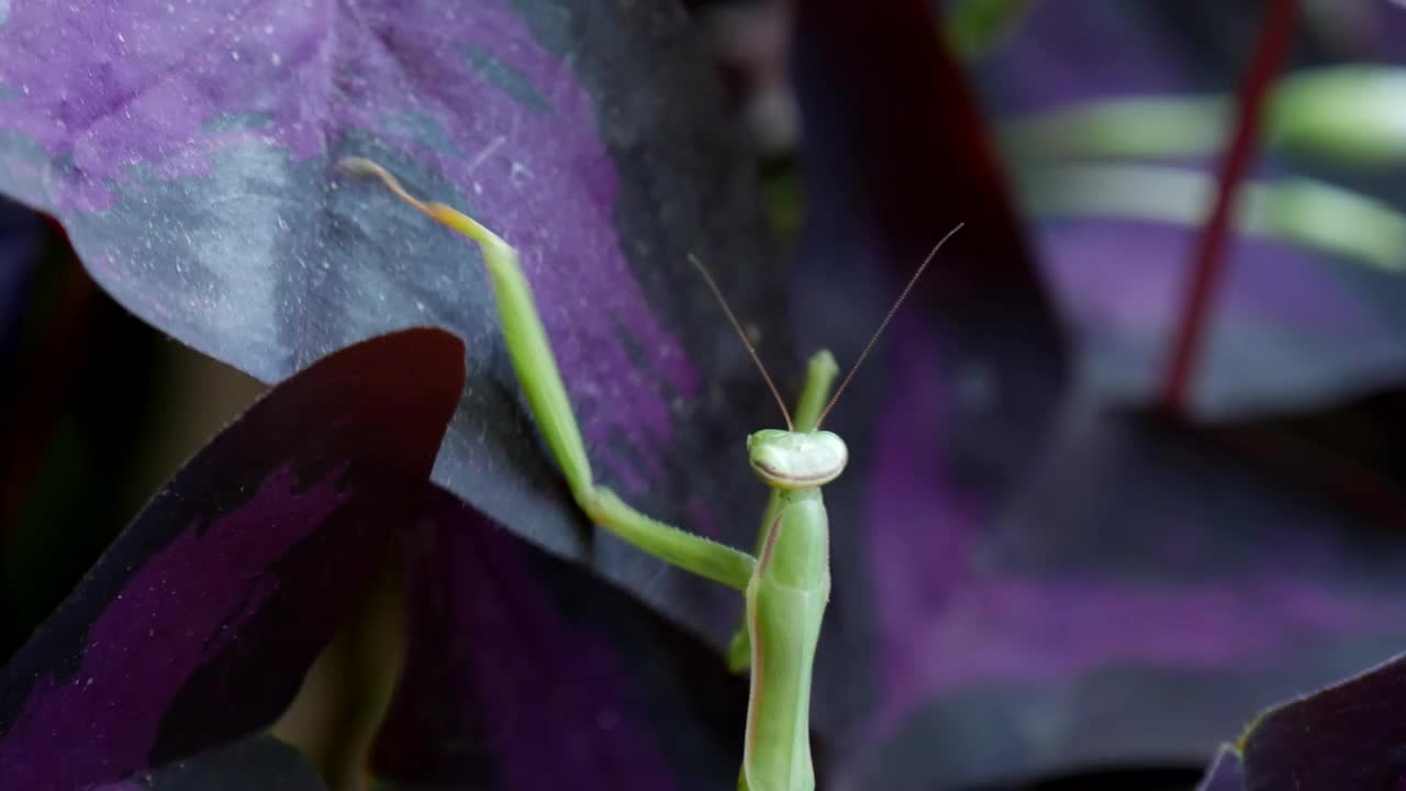 Free Stock Video Santis Religious Climbing Up Leaves Of A Plant Live Wallpaper