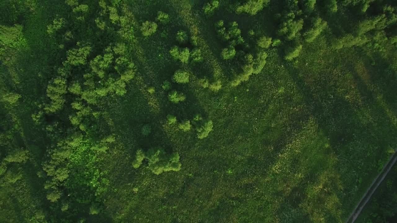 Free Stock Video Scattered Trees In A Forest Live Wallpaper