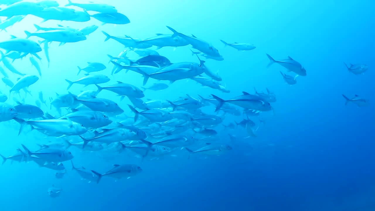 Free Stock Video School Of Fish Swimming Live Wallpaper