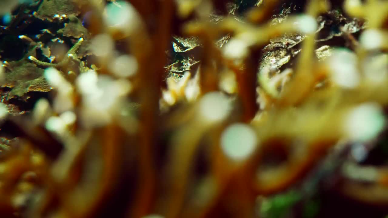 Free Stock Video School Of Ocean Fish Swim Along Coral Reef Live Wallpaper